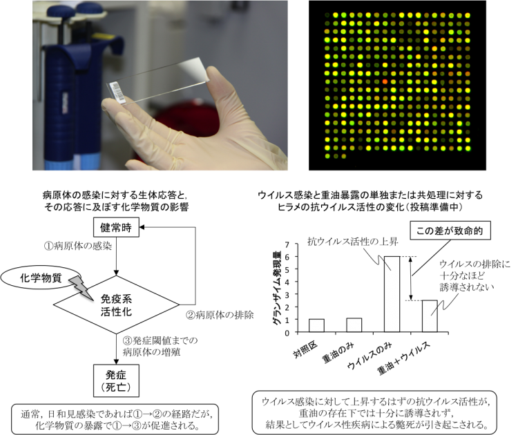図1.マイクロアレイ(上)と遺伝子発現解析から明らかになったウイルス感染に対する免疫応答への重油の影響(下)
