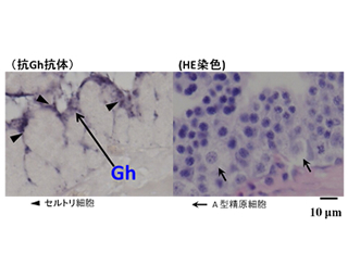 (図2)ニホンウナギ精巣中の成長ホルモンの局在 