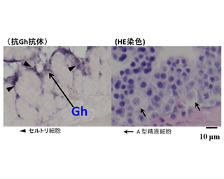 (図2)ニホンウナギ精巣中の成長ホルモンの局在