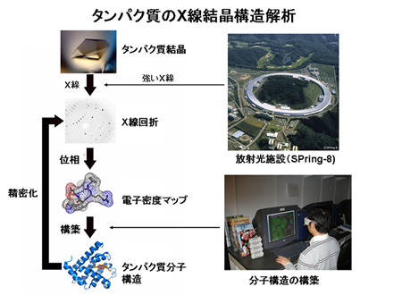 (図3) タンパク質分子構造を決定するまでの流れ