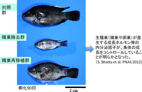 (図3)精巣除去および再移植がモザンビーク・ティラピアの成長に与える影響