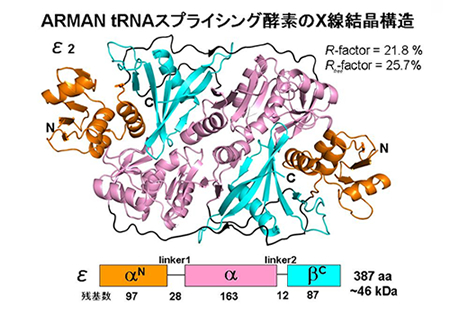 (図2) ARMANtRNAスプライシング酵素のX線結晶構造
