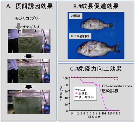 (図2) ハエサナギの3つの機能