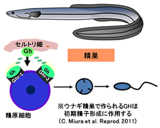 (図1)ニホンウナギ精巣中のGhの作用