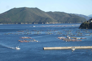 宇和海の養殖漁場