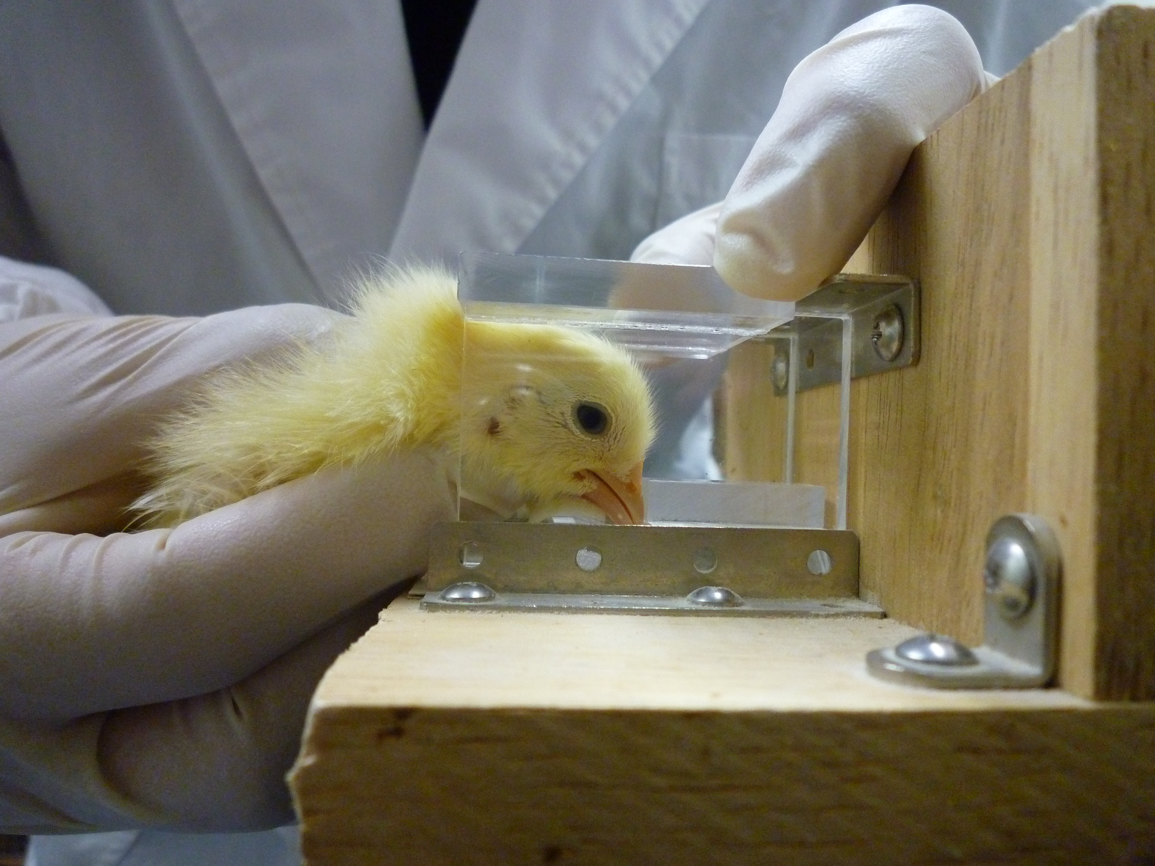 ニワトリの脳内摂食調節機構の解明 愛媛大学