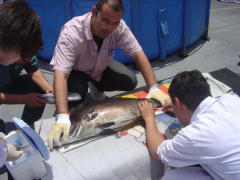 アカメの成体からホルモン量測定のために、血液を採取する三浦教授