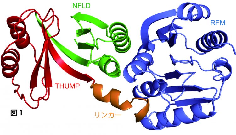 図１　aTrm11 のX線結晶構造のリボンモデル図。緑色はNFLD (N-terminal feredoxin-like domain)、赤色はTHUMP (THioUridine synthase, Mthyltransferase, and Pseudouridine synthase)、薄青色はRFM (Rossmann-fold methyltransferase)、橙色は リンカー領域をそれぞれ示している。