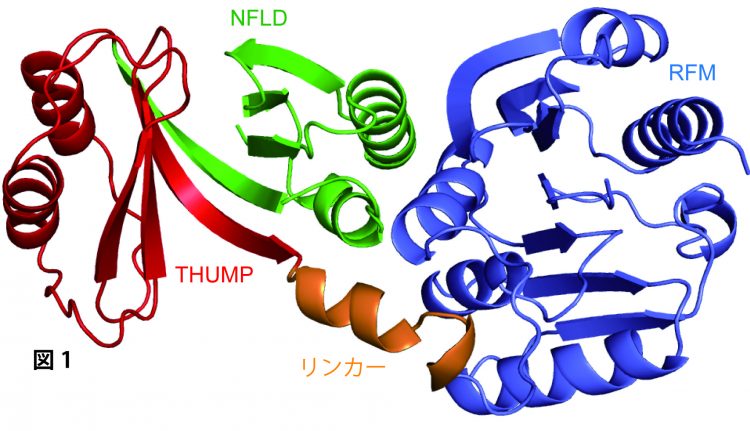 図1 aTrm11 のX線結晶構造のリボンモデル図。緑色はNFLD (N-terminal feredoxin-like domain)、赤色はTHUMP (THioUridine synthase, Mthyltransferase, and Pseudouridine synthase)、薄青色はRFM (Rossmann-fold methyltransferase)、橙色は リンカー領域をそれぞれ示している。