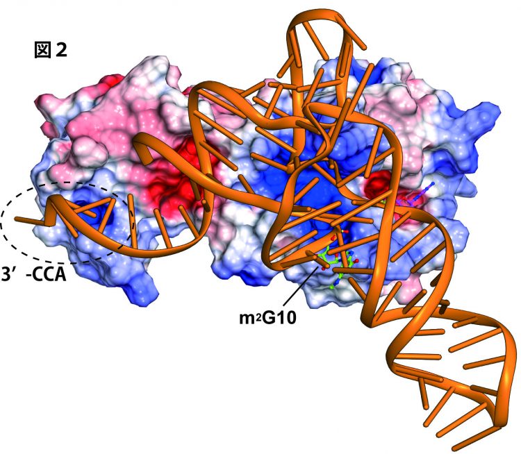 図２　aTrm11と基質tRNA複合体の推定モデル図。aTrm11は静電ポテンシャル表面分布図で示し、負電荷を赤色、正電荷を青色で表示している。tRNAの3’-CCA末端配列をTHUMPが認識しているのが特徴的であり、正電荷の部分がtRNAの認識に重要である。