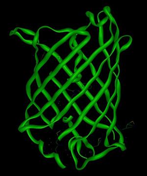 オワンクラゲの蛍光タンパク質
