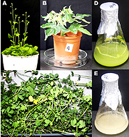写真：研究に使用する植物 A：シロイヌナズナ、B：マイクロトム（わい性トマト）、C：ミヤコグサ（マメ科植物）、D：シロイヌナズナ懸濁培養細胞、E：マイクロトム懸濁培養細胞。