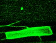 写真：緑色蛍光タンパク質（GFP）をつかった、遺伝子発現制御タンパク質の解析。