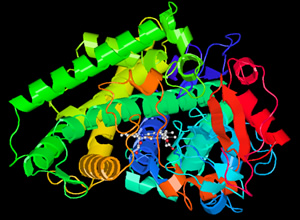 バイカルアザラシのシトクロムP450の立体構造モデル。 コンピュータを使ってタンパク質の細部を解析する。