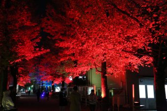 紅く色づいたモミジバフウ