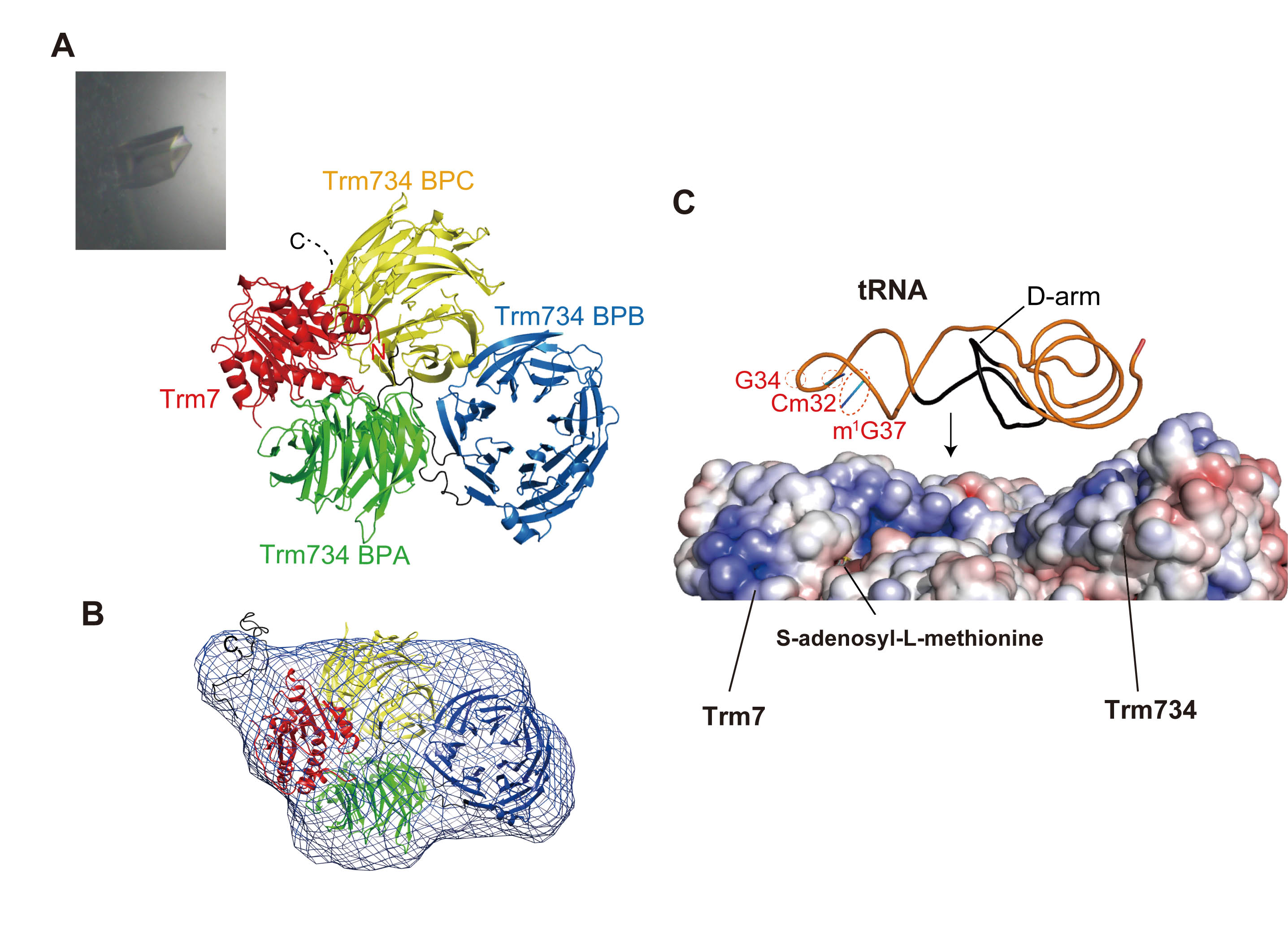図：Trm7-Trm734の構造とtRNAとの相互作用モデル