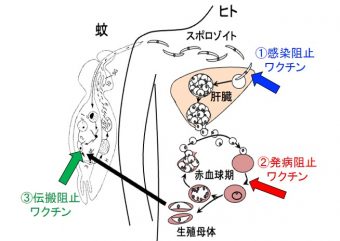 Pfs230マラリア伝搬阻止ワクチン効果発現に関わる抗原部位の発見