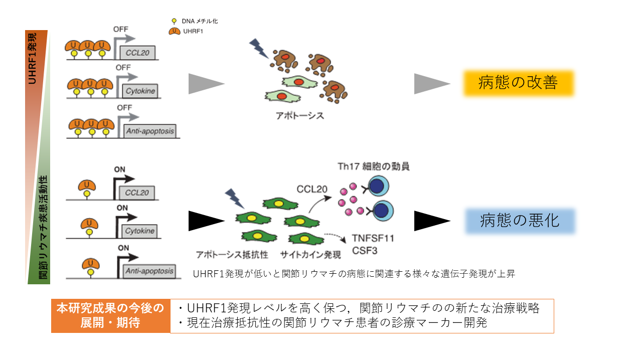 関節リウマチの病態を網羅的に制御する分子を発見-新規治療標的および