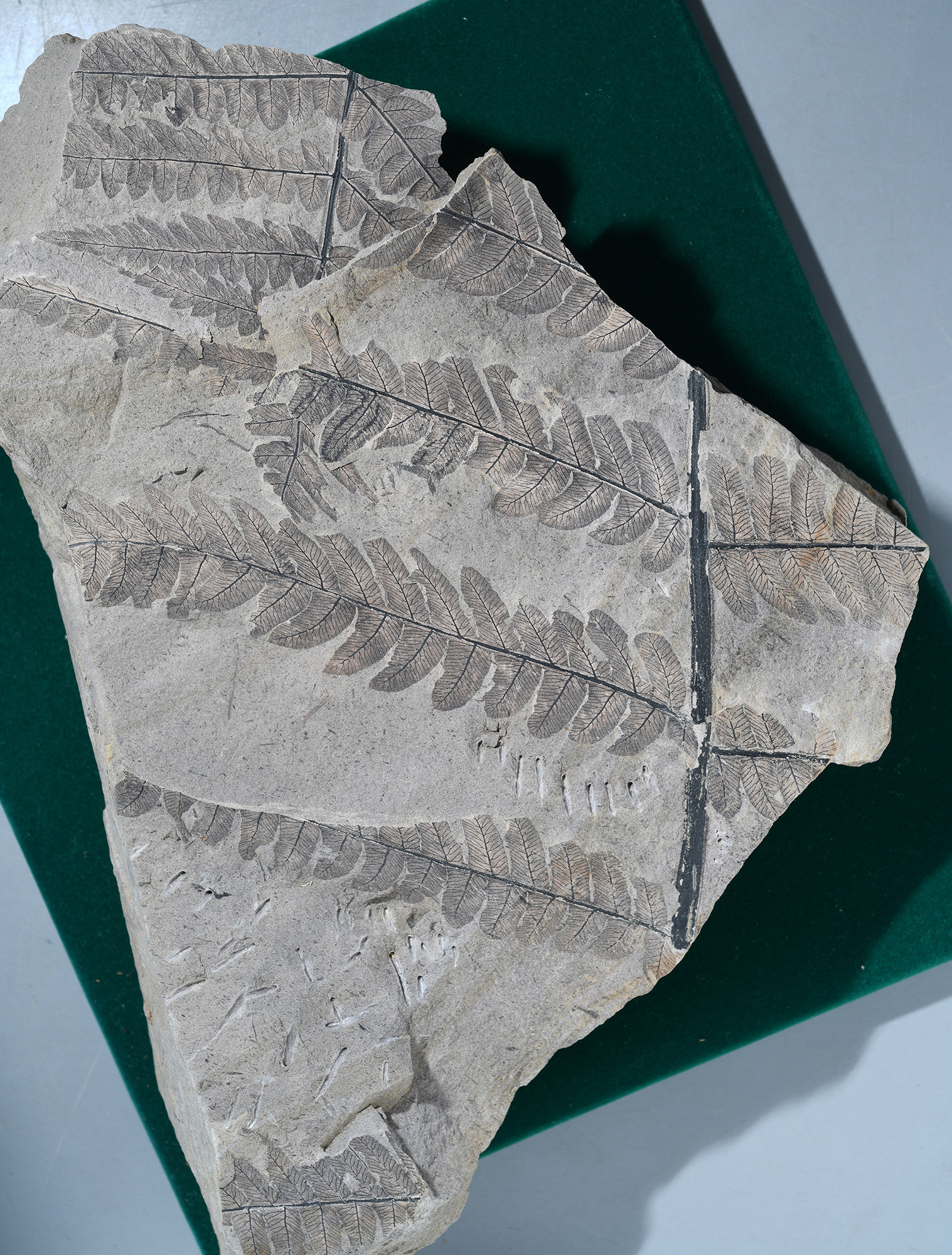 日本の化石 シダ植物 - 科学、自然