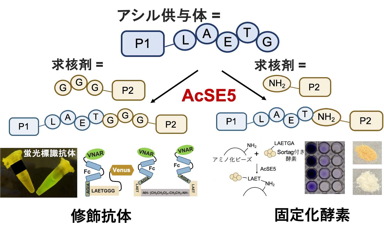 タンパク質を効率的に修飾できる酵素「AcSE5」を開発～次世代バイオ
