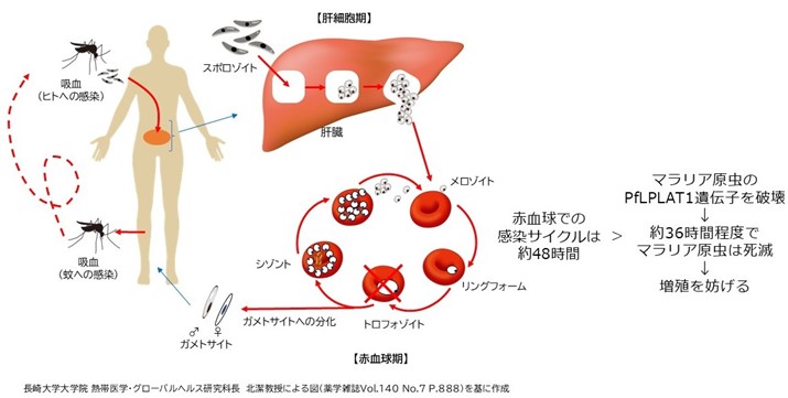 マラリア原虫の生存に必要な脂質分子群を合成する酵素の同定に成功～リン脂質の合成系路は原虫にとっての生命線!～