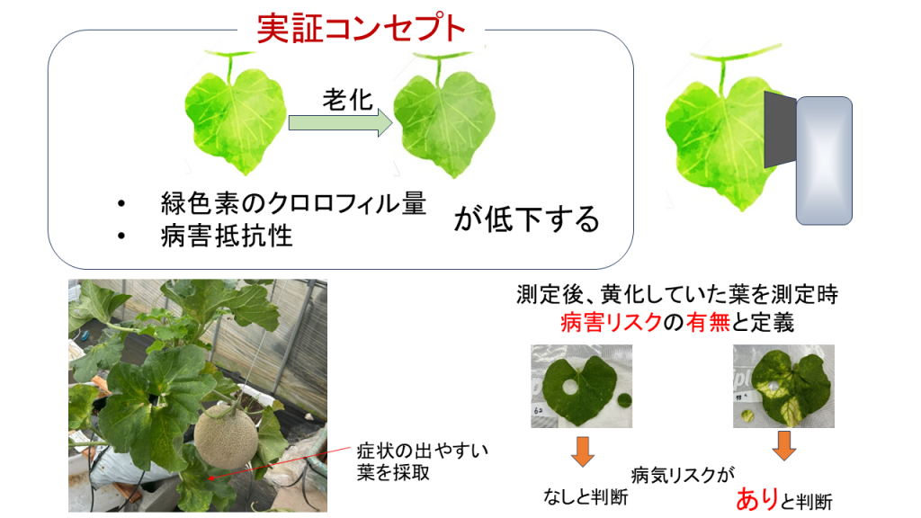 作物のクロロフィル情報から将来の黄化症状を予測～農林水産省中国四国農政局チャレンジ賞を受賞～
