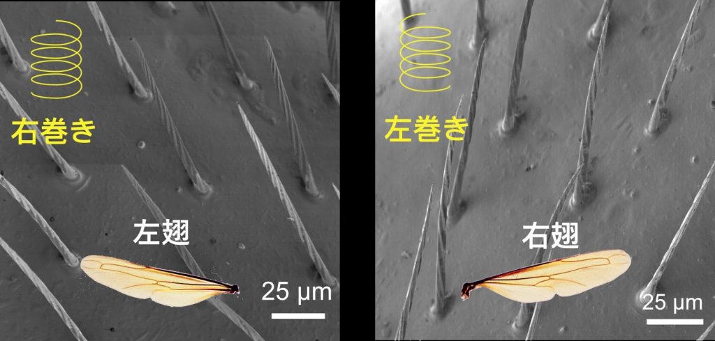昆虫の左右の羽の超微細構造はそれぞれ右巻きと左巻き～生物界に存在する左と右の起源の理解につながる成果～
