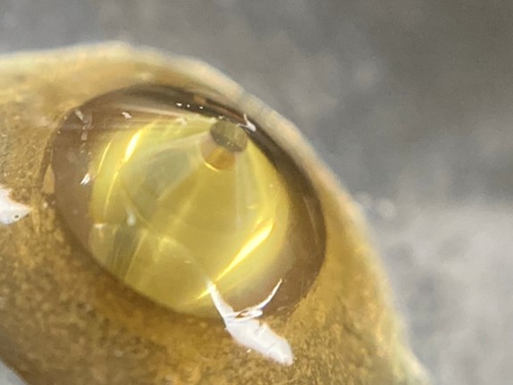 ヒメダイヤの新たな応用－蛍光X線ホログラフィーの高圧下での測定に成功～特定元素周りの原子位置の3次元的可視化～