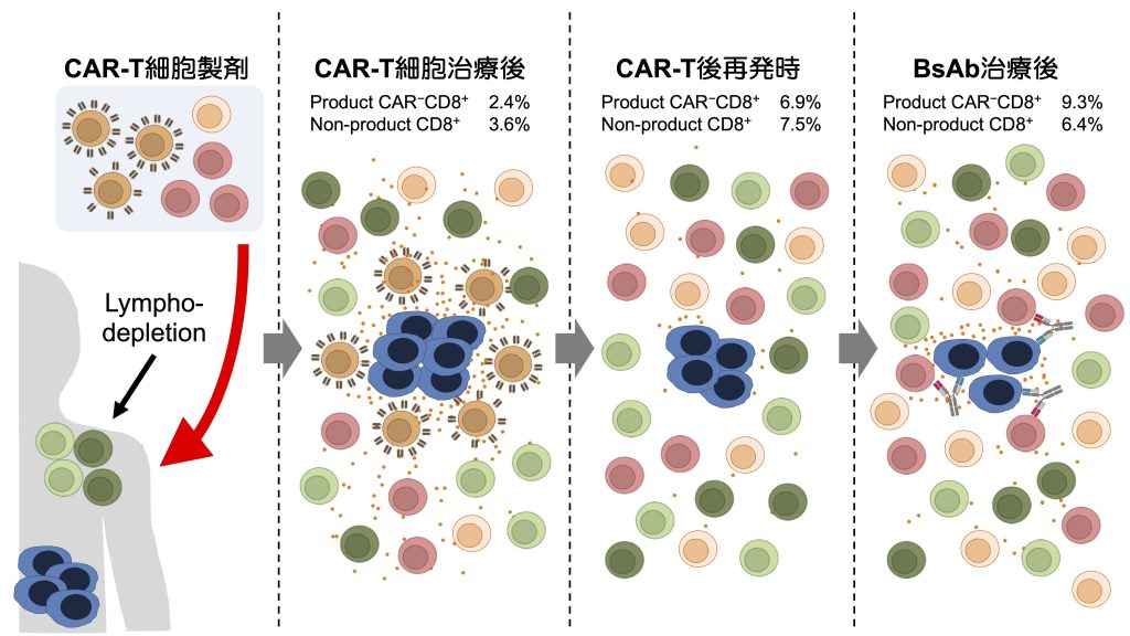 二重特異性抗体の治療効果を高めるBystander T細胞の同定 | プレス