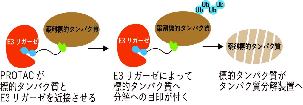 「従来薬では狙えないタンパク質」を標的とする新薬の評価法を確立～新技術で薬の働きを可視化し、効果を高める道を開く～
