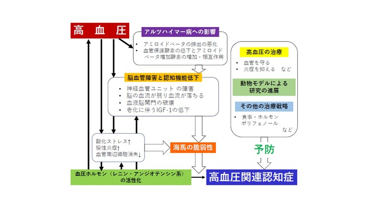 高血圧はどのように認知症を引き起こすのか～高血圧関連認知症の最新