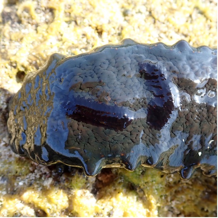 宿主変われば色変わる～ナマコ寄生性ゴカイ類のカモフラージュ～