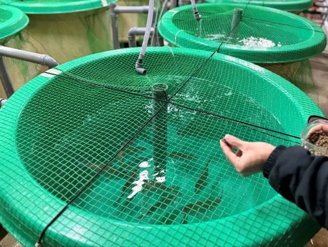 昆虫を10％配合したマダイ用のエサで水槽試験を開始～ “愛媛大学×DNP×フィード・ワン”の産学連携で実用化検証を加速し、食料問題解決に貢献～