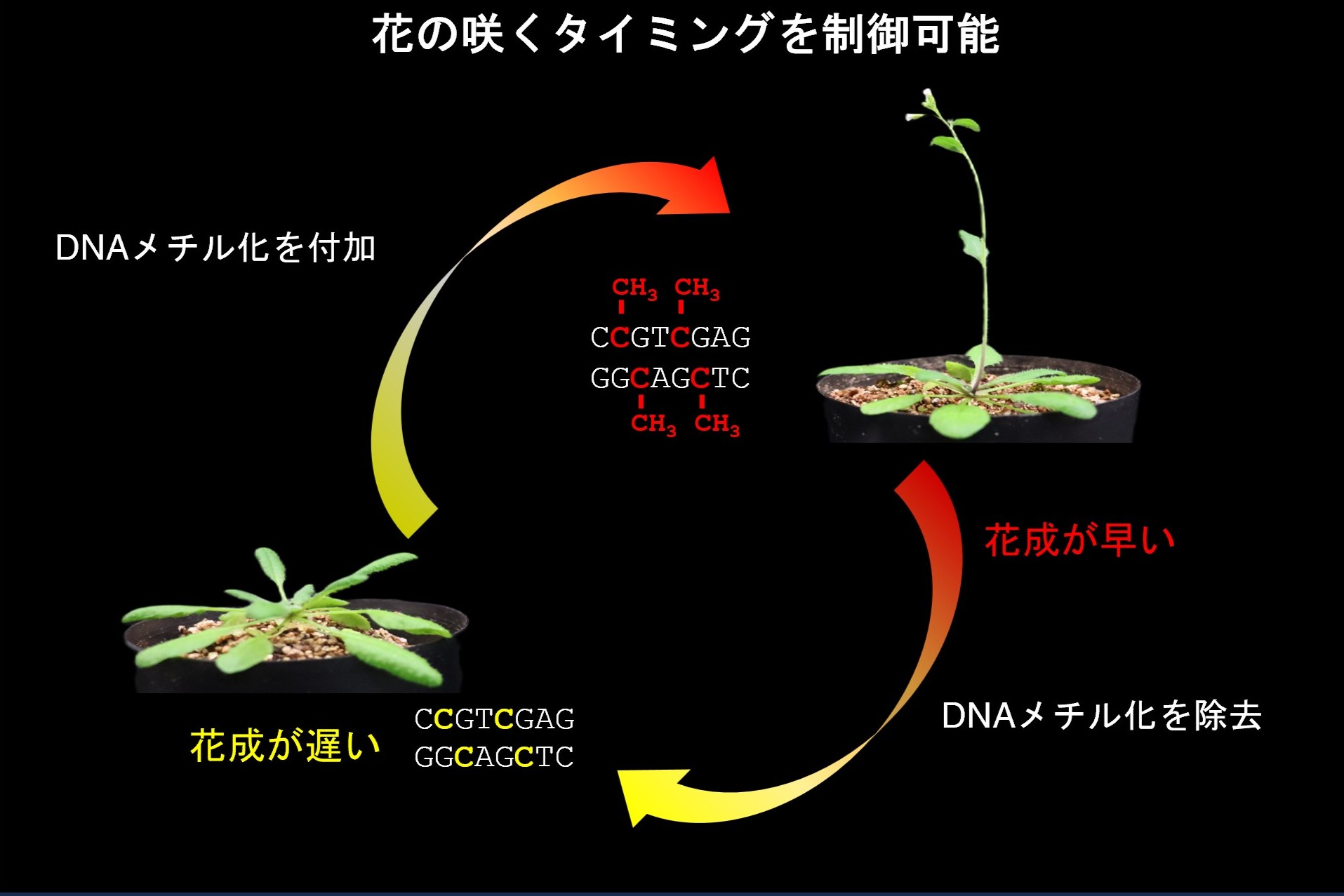 遺伝子を壊さず「遺伝子のはたらき」だけを操作するエピゲノム編集技術